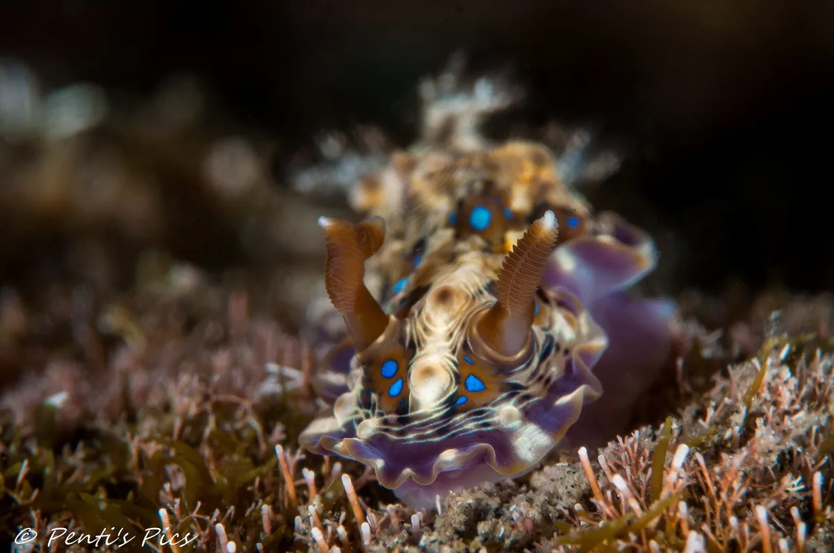 Dendrodoris denisoni / Dendrodoris krusensternii