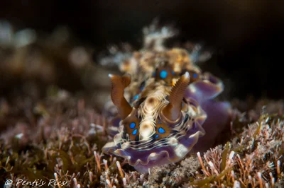 Dendrodoris denisoni / Dendrodoris krusensternii