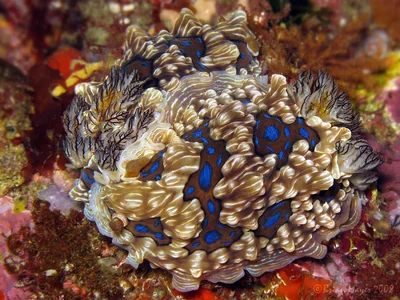 Gem Nudibranch (Dendrodoris krusensternii)