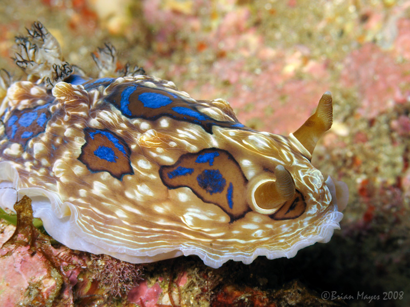 Nudibranch (Dendrodoris krusensternii)