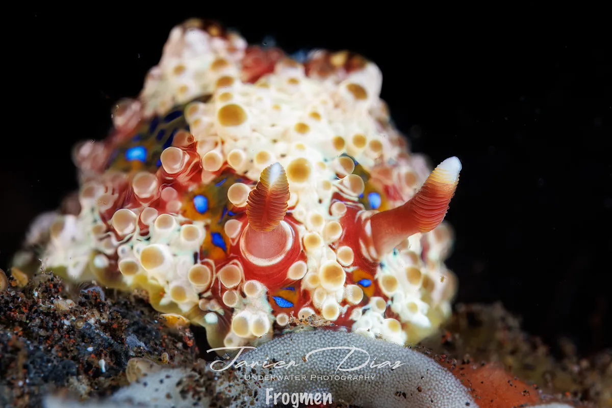 Dendrodoris krusensternii. Tulamben. Bali.