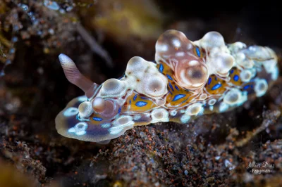 Dendrodoris krusensternii. Tulamben. Bali.
