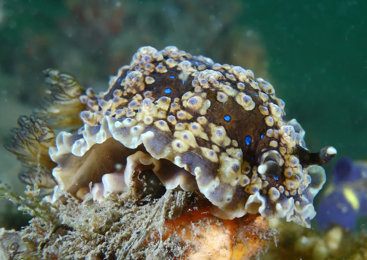 Denison's dendrodoris - Dendrodoris krusensternii