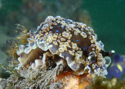 Denison's dendrodoris - Dendrodoris krusensternii