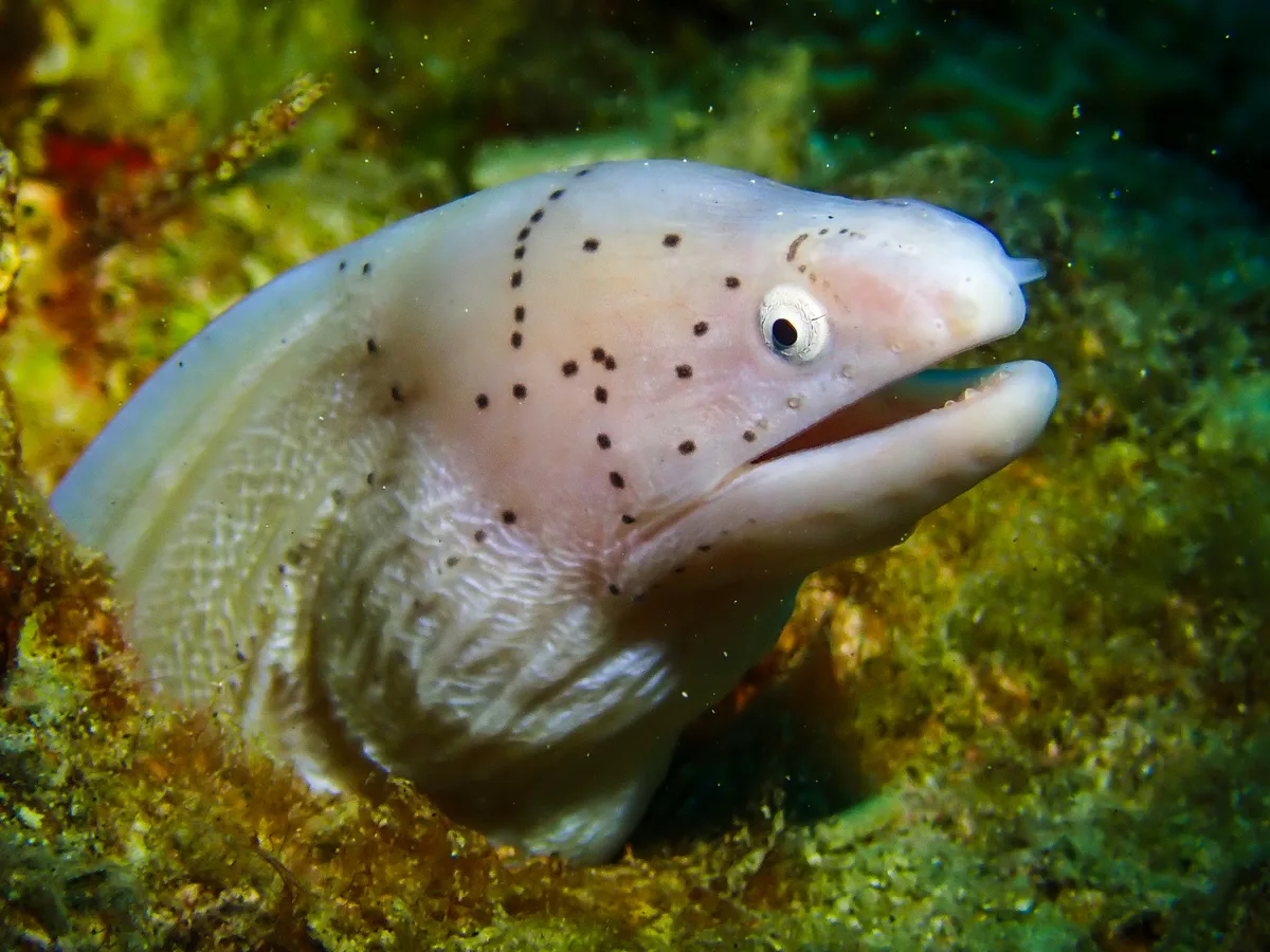Geometric moray