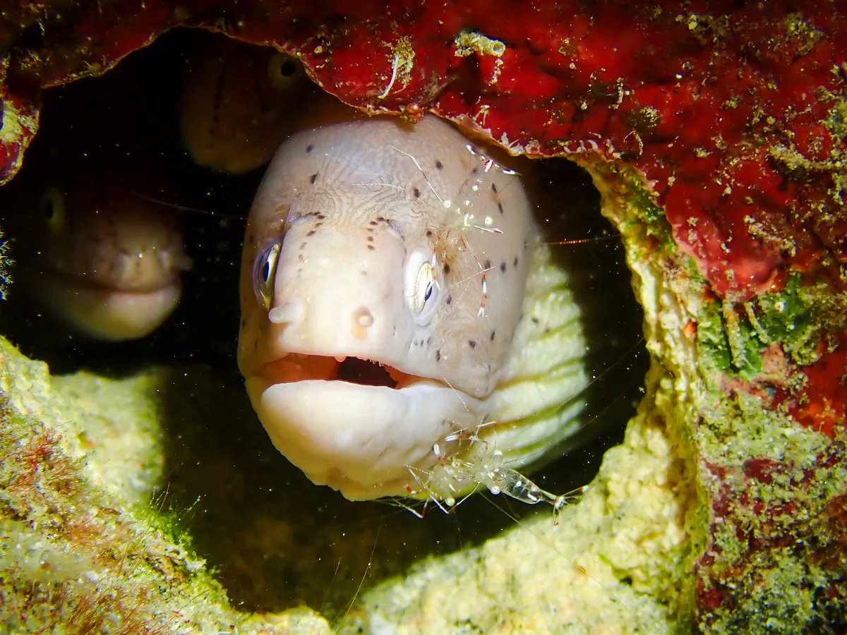 Geometric moray
