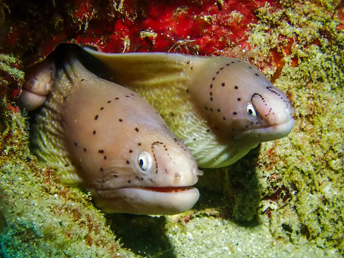 Geometric moray