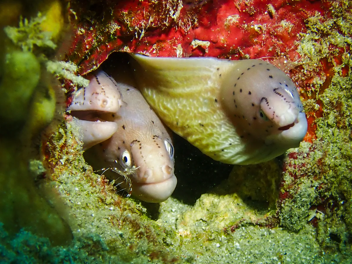 Geometric moray