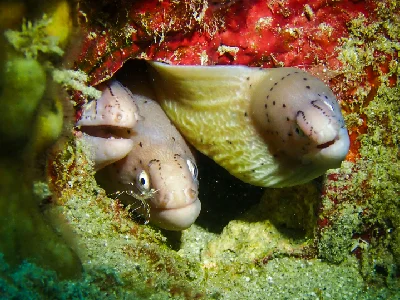 Geometric moray