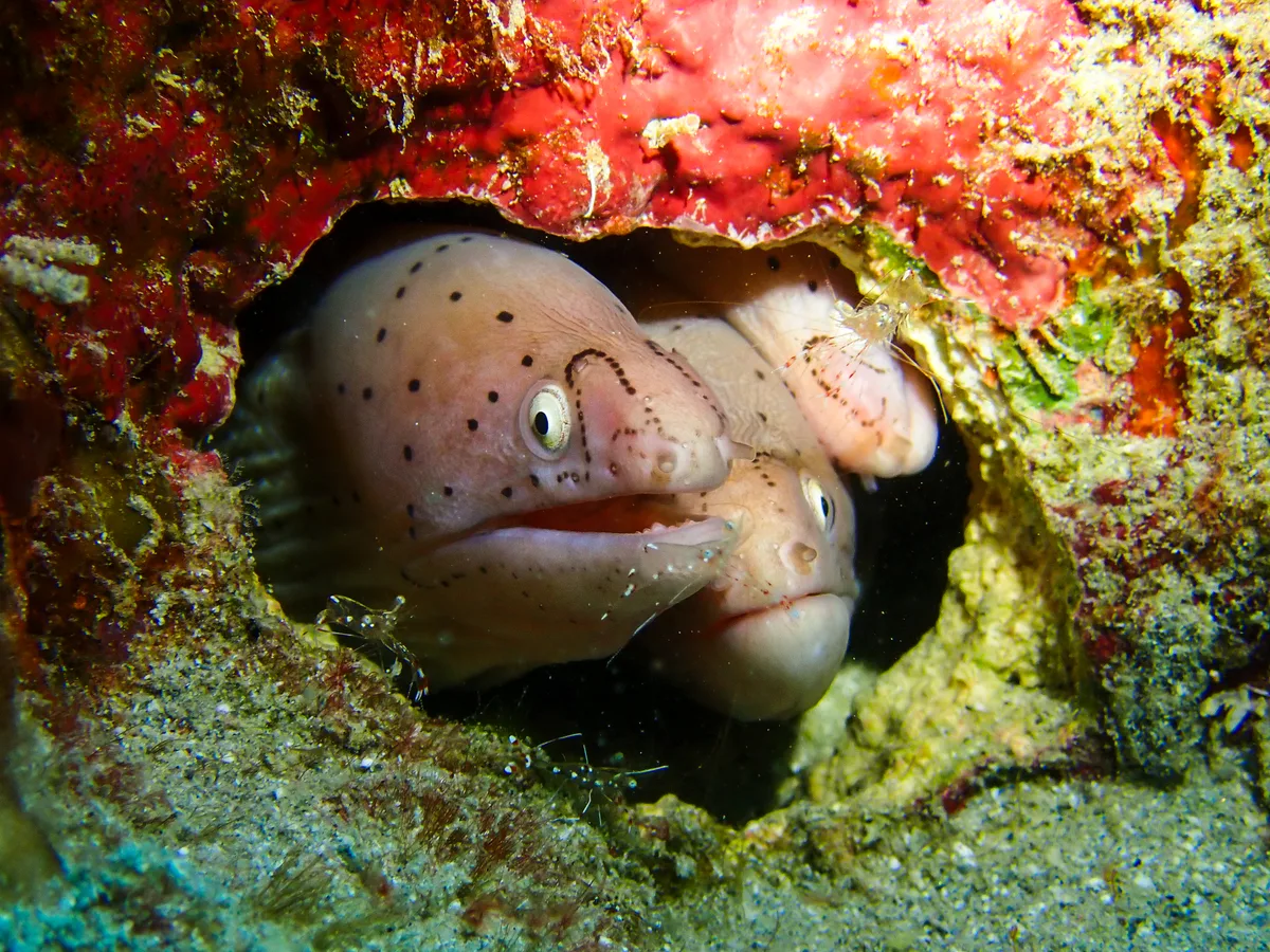 Geometric moray