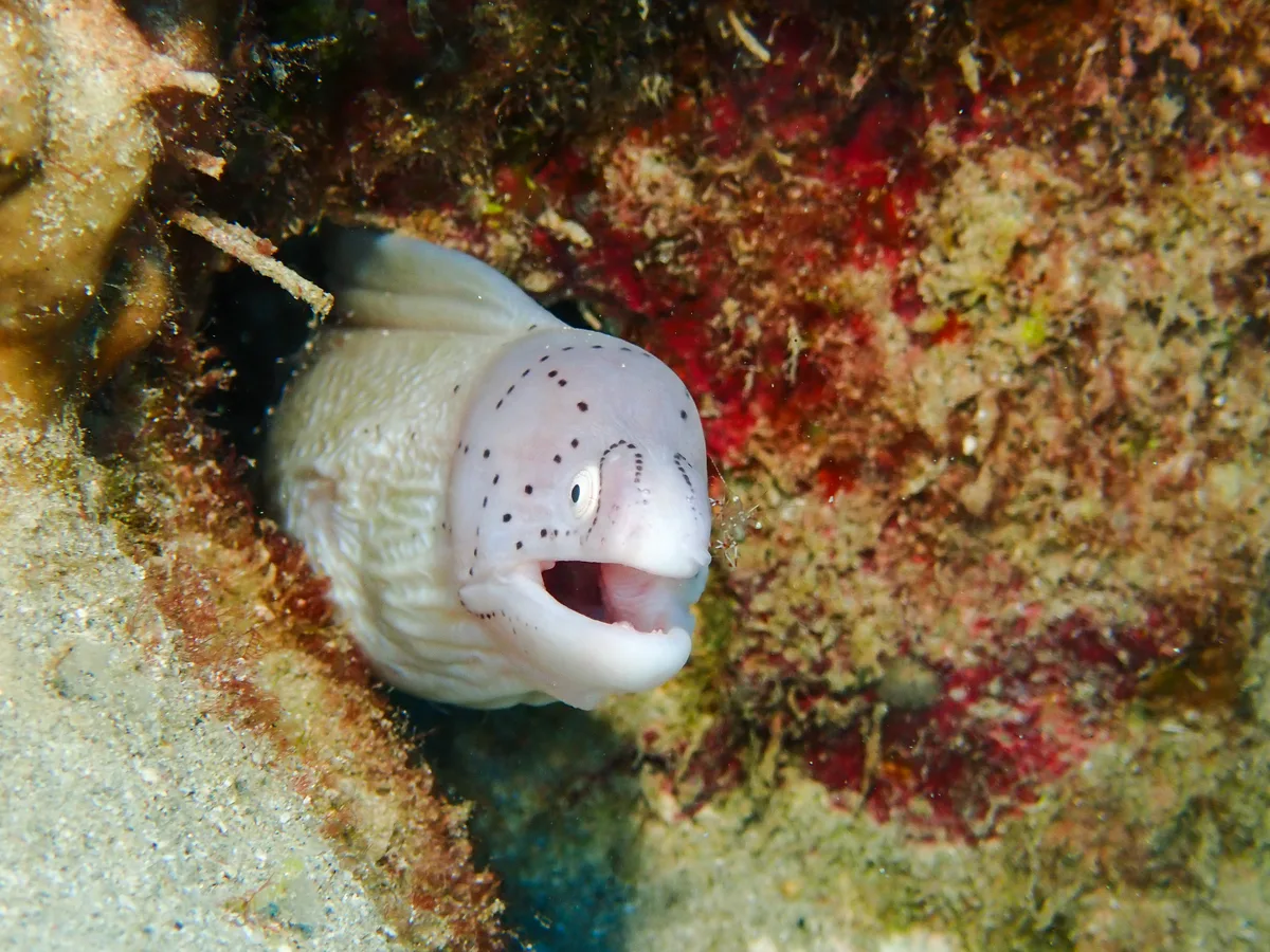 Geometric moray