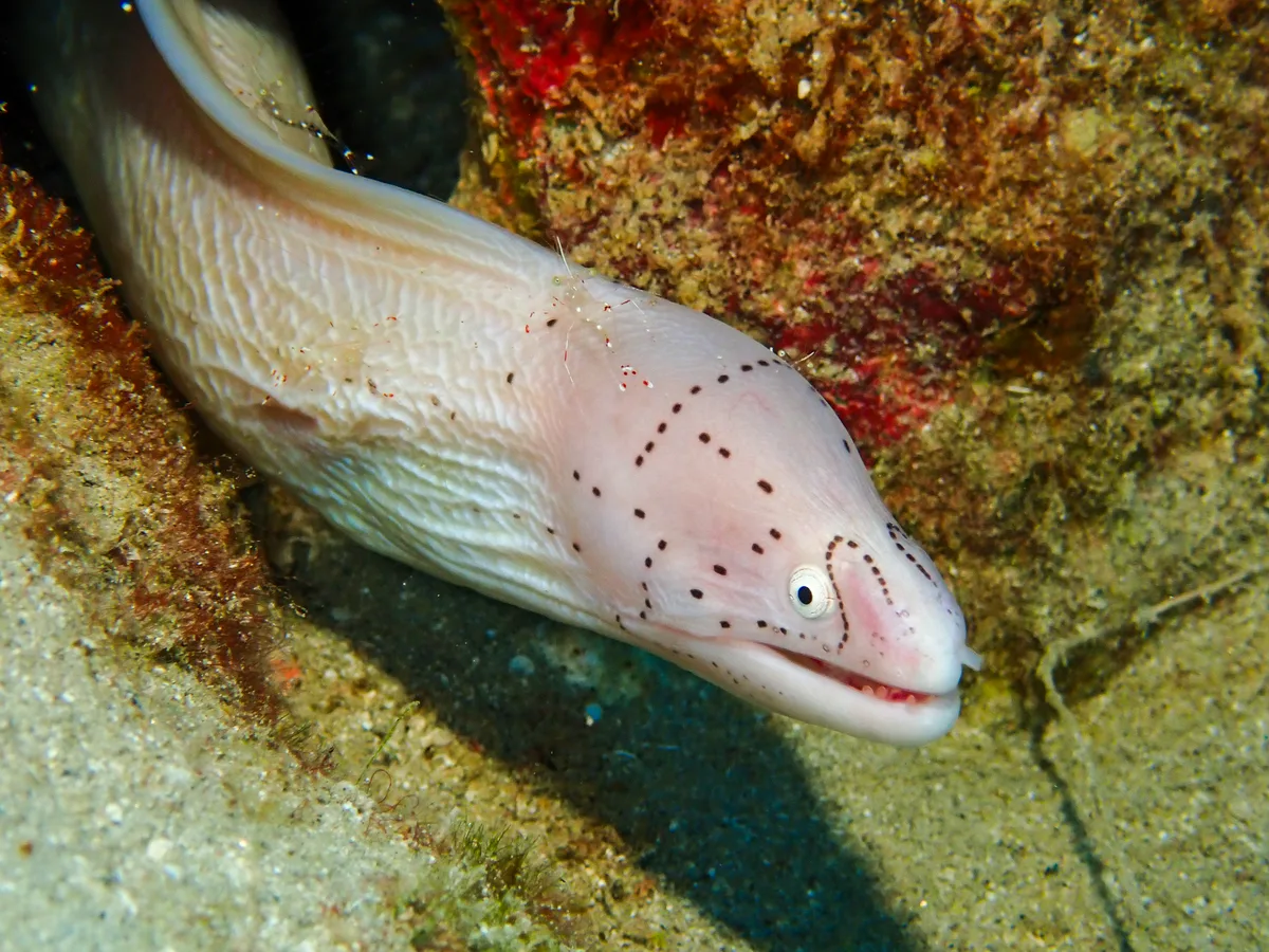Geometric moray