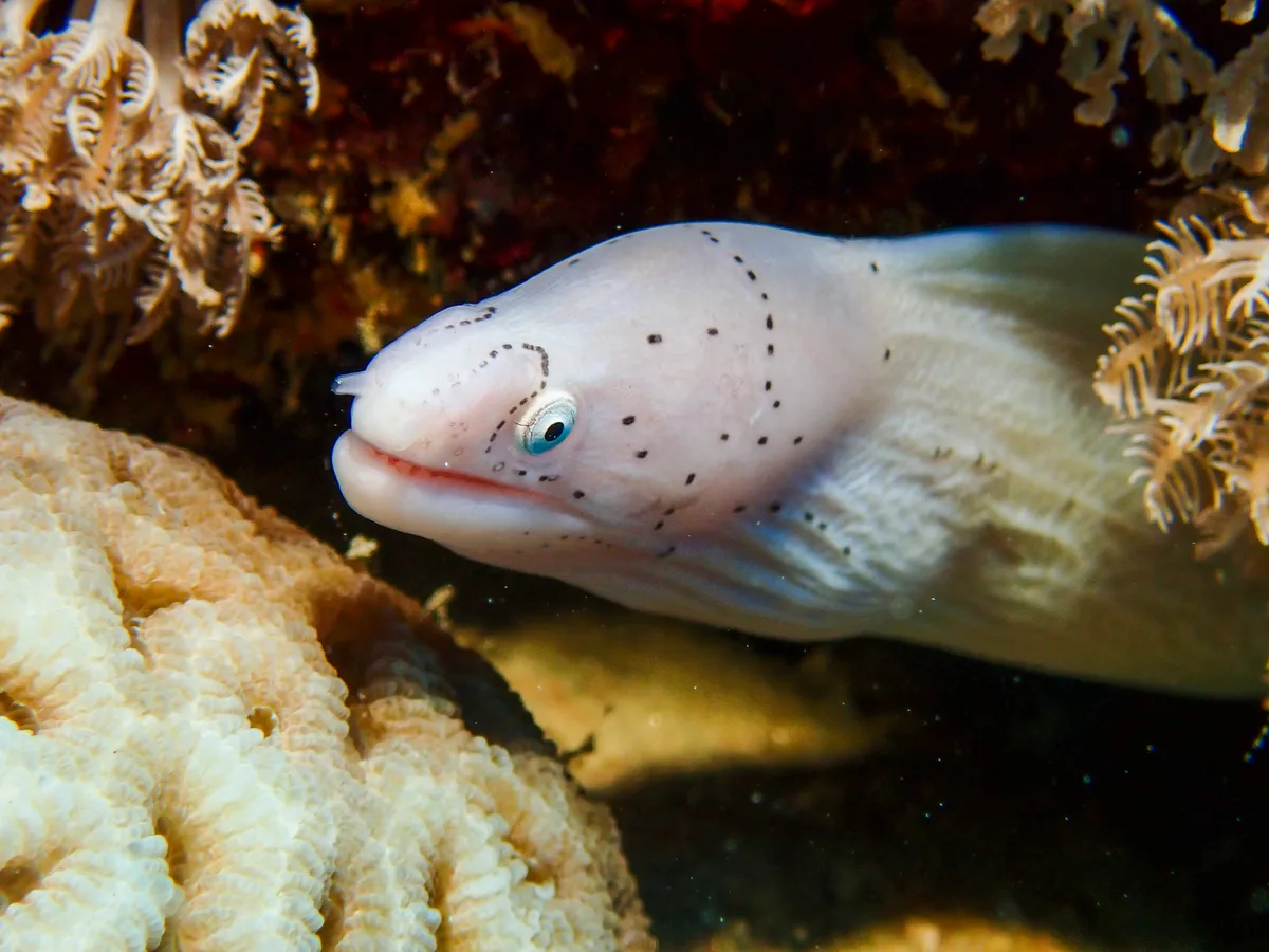 Geometric moray