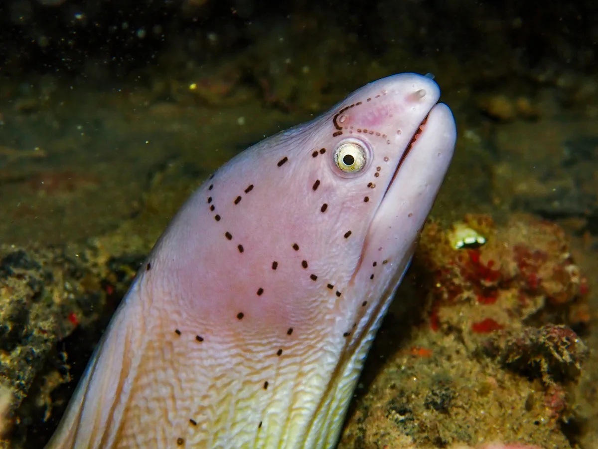 Geometric moray