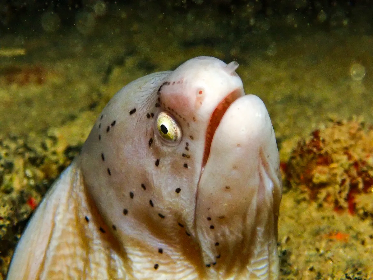 Geometric moray