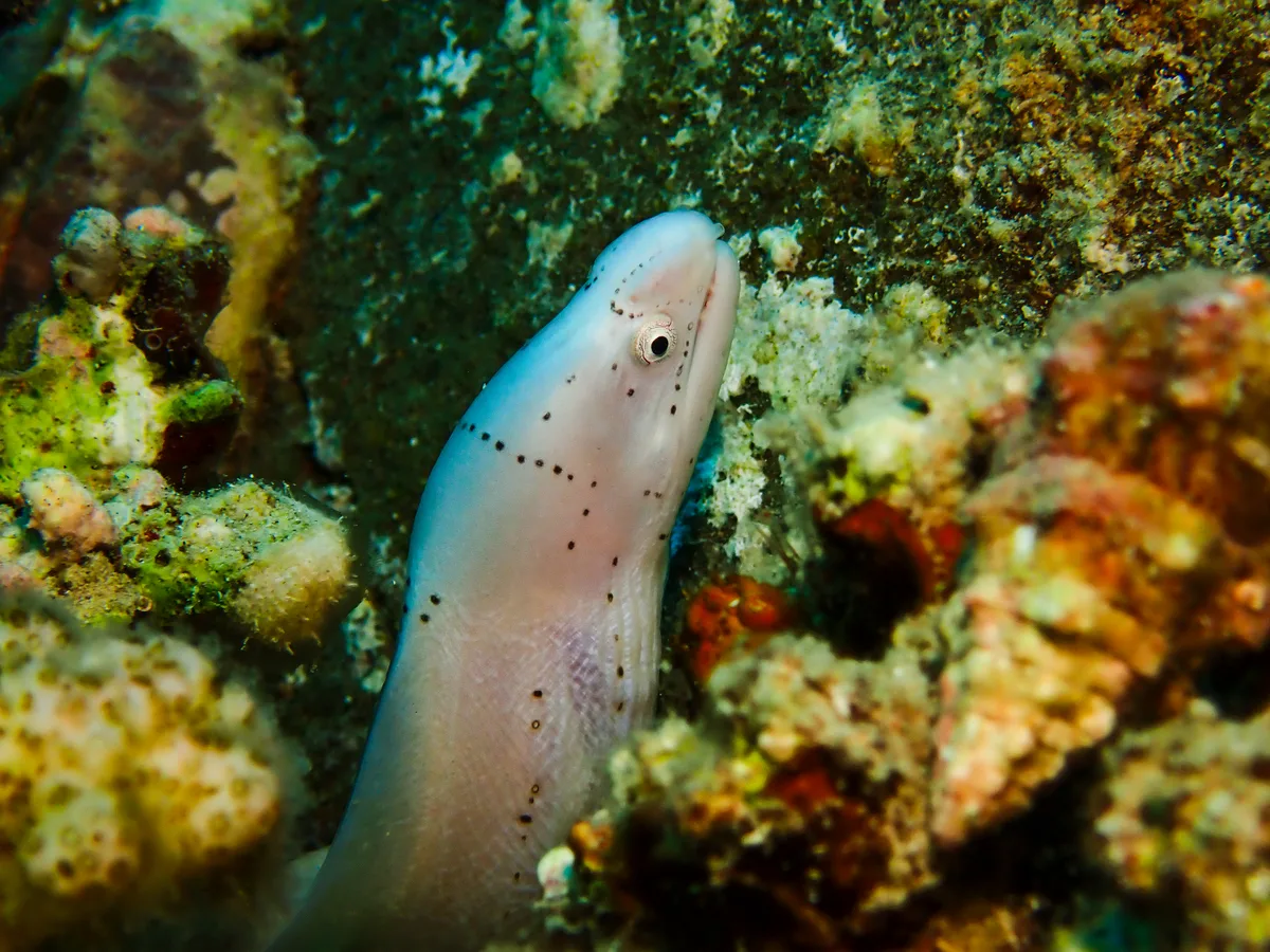 Geometric moray