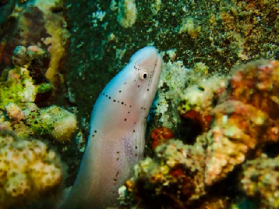 Geometric moray