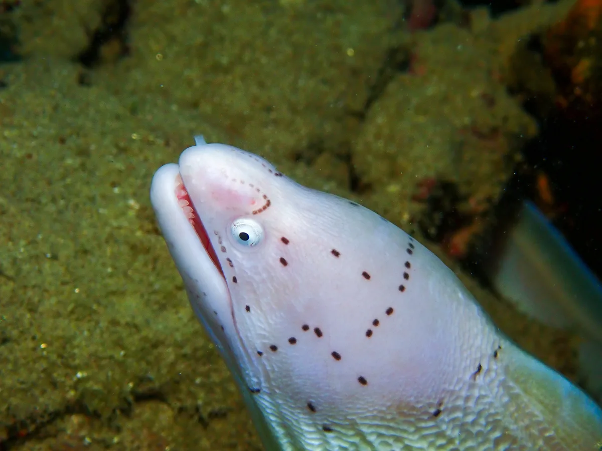 Geometric Moray