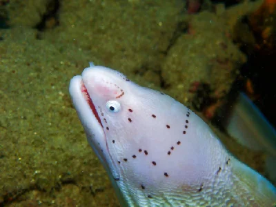 Geometric Moray