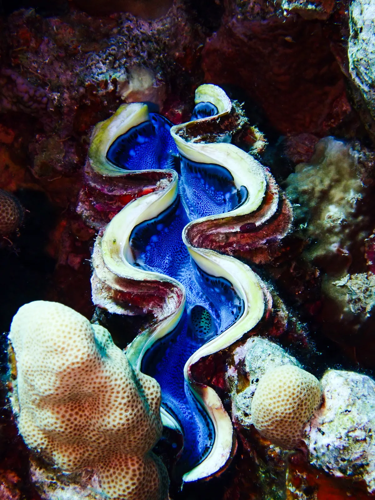 Giant Clam