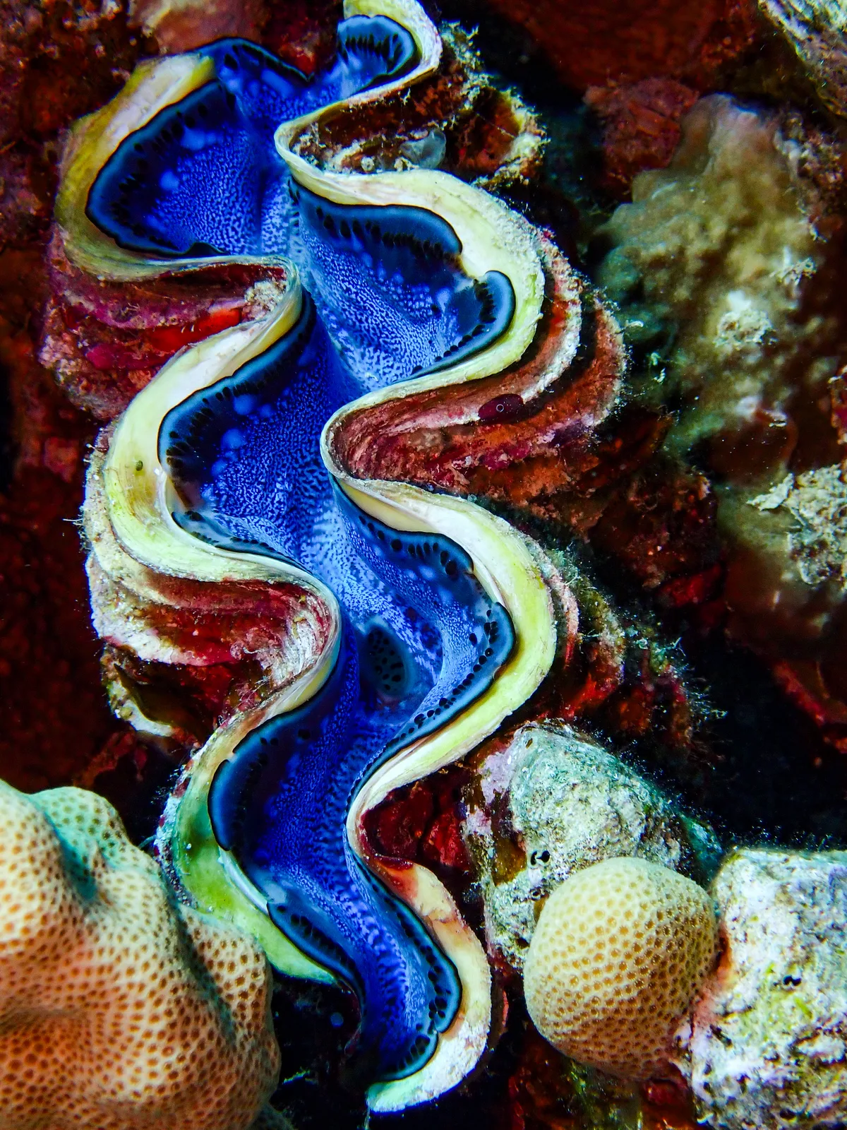 Giant Clam