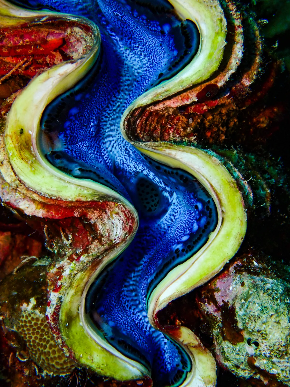 Giant Clam