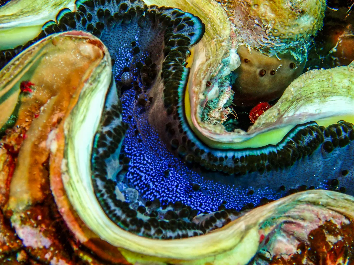 Giant Clam