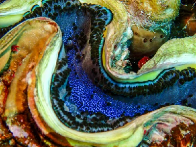 Giant Clam