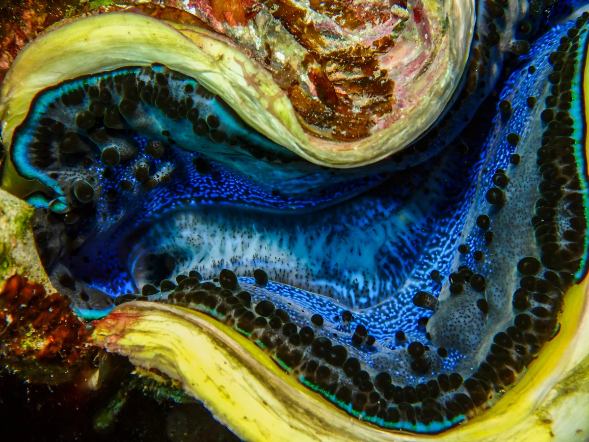 Giant Clam