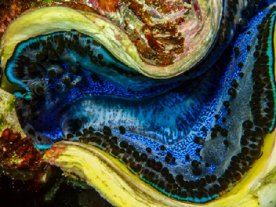 Giant Clam