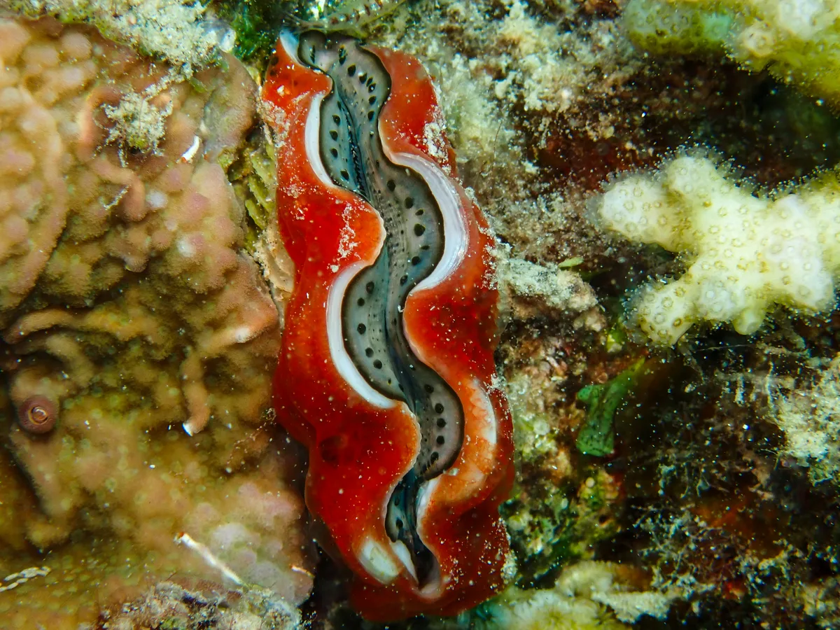 Giant Clam