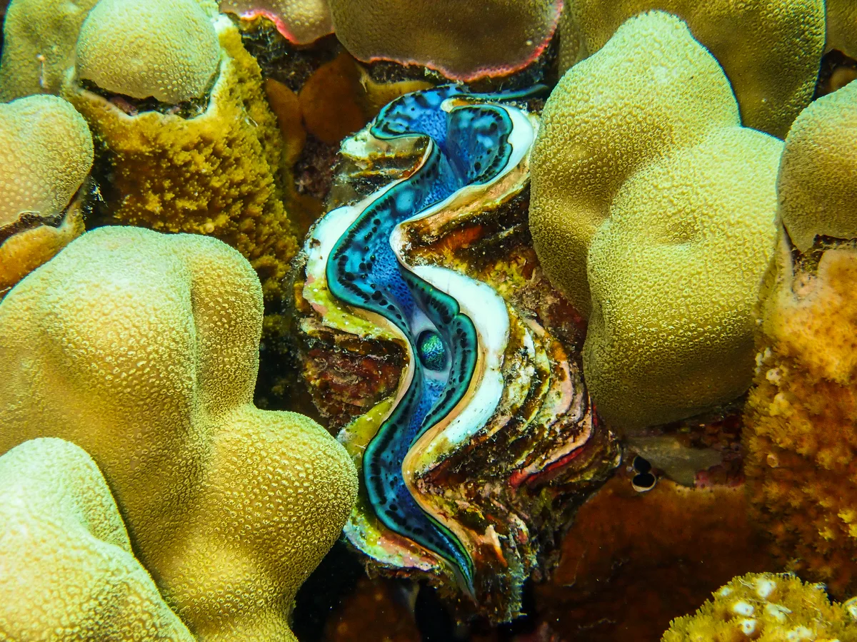 Giant Clam