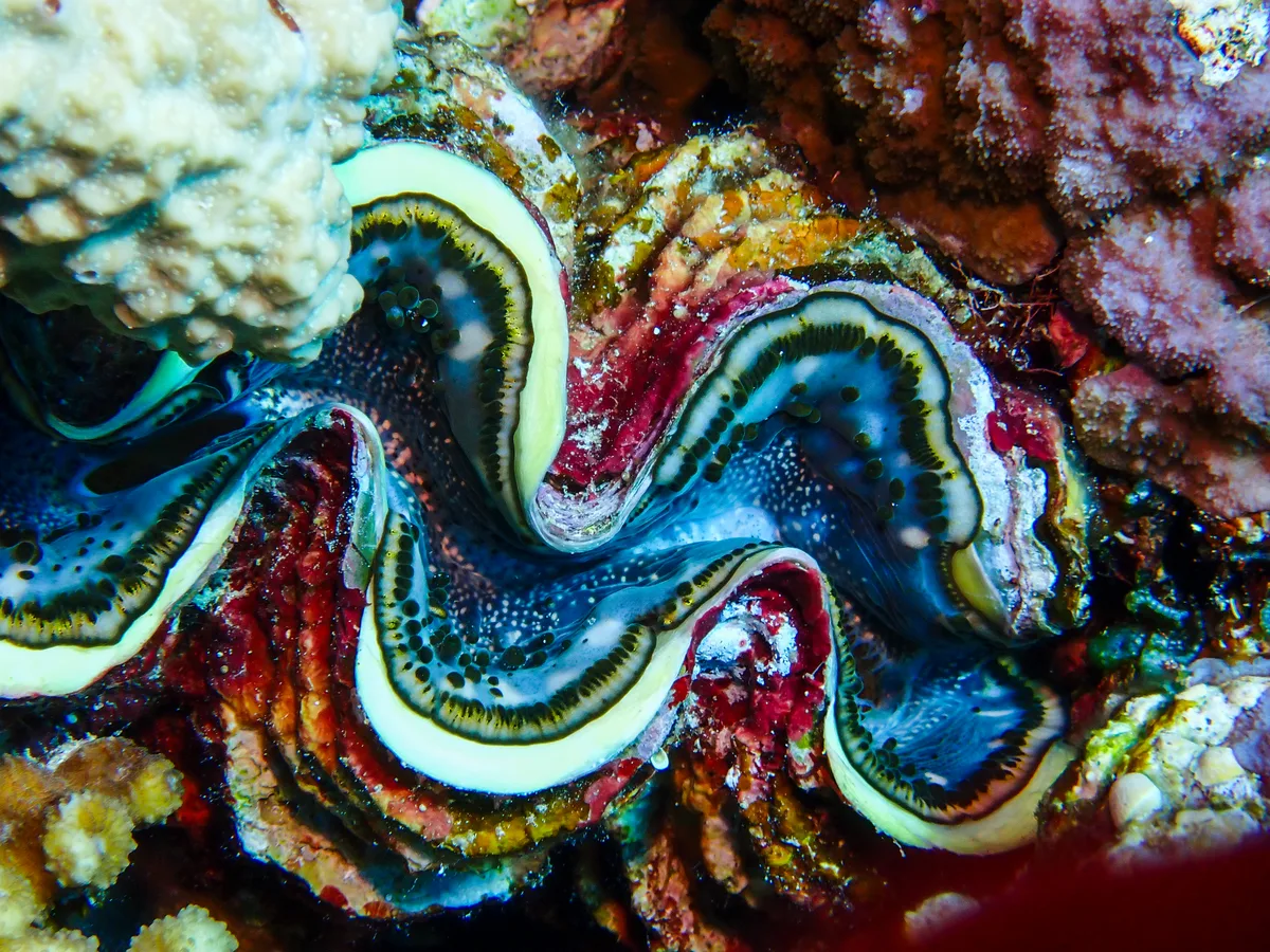 Giant Clam