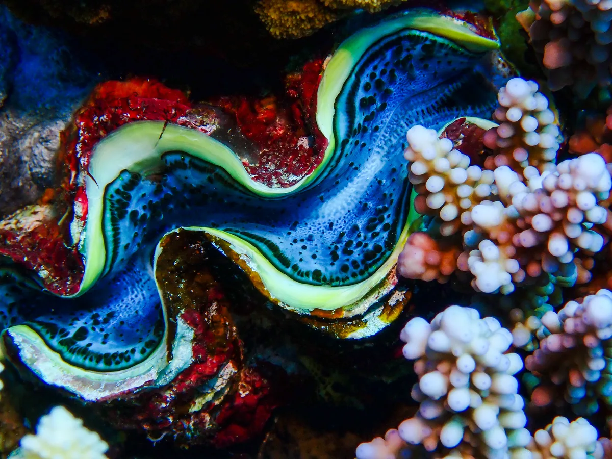 Giant Clam