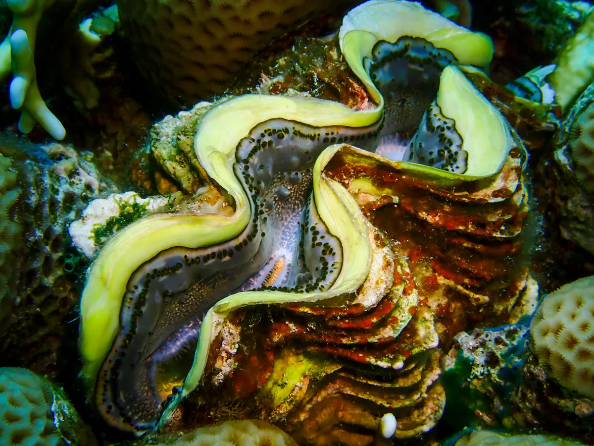 Giant Clam