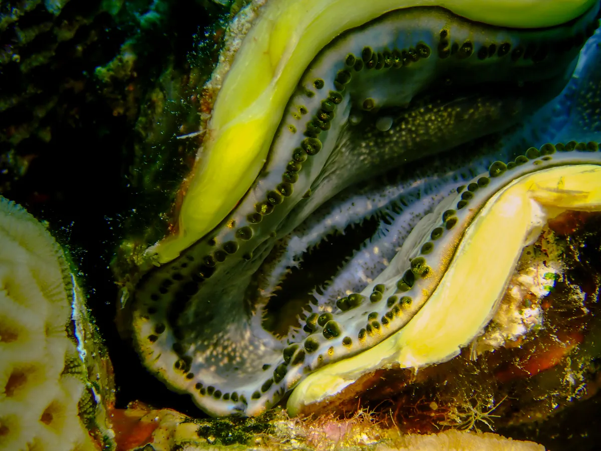 Giant Clam