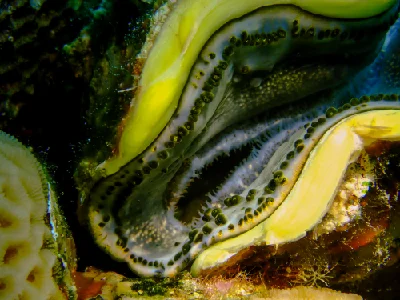 Giant Clam