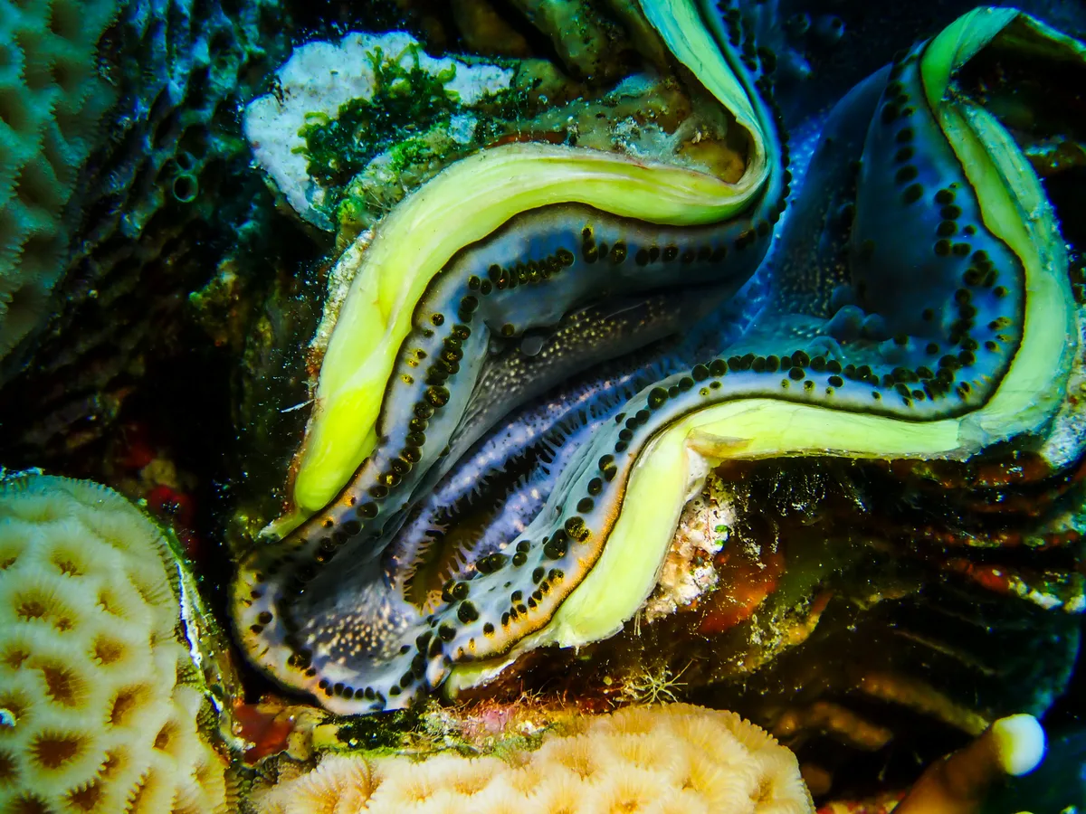 Giant Clam
