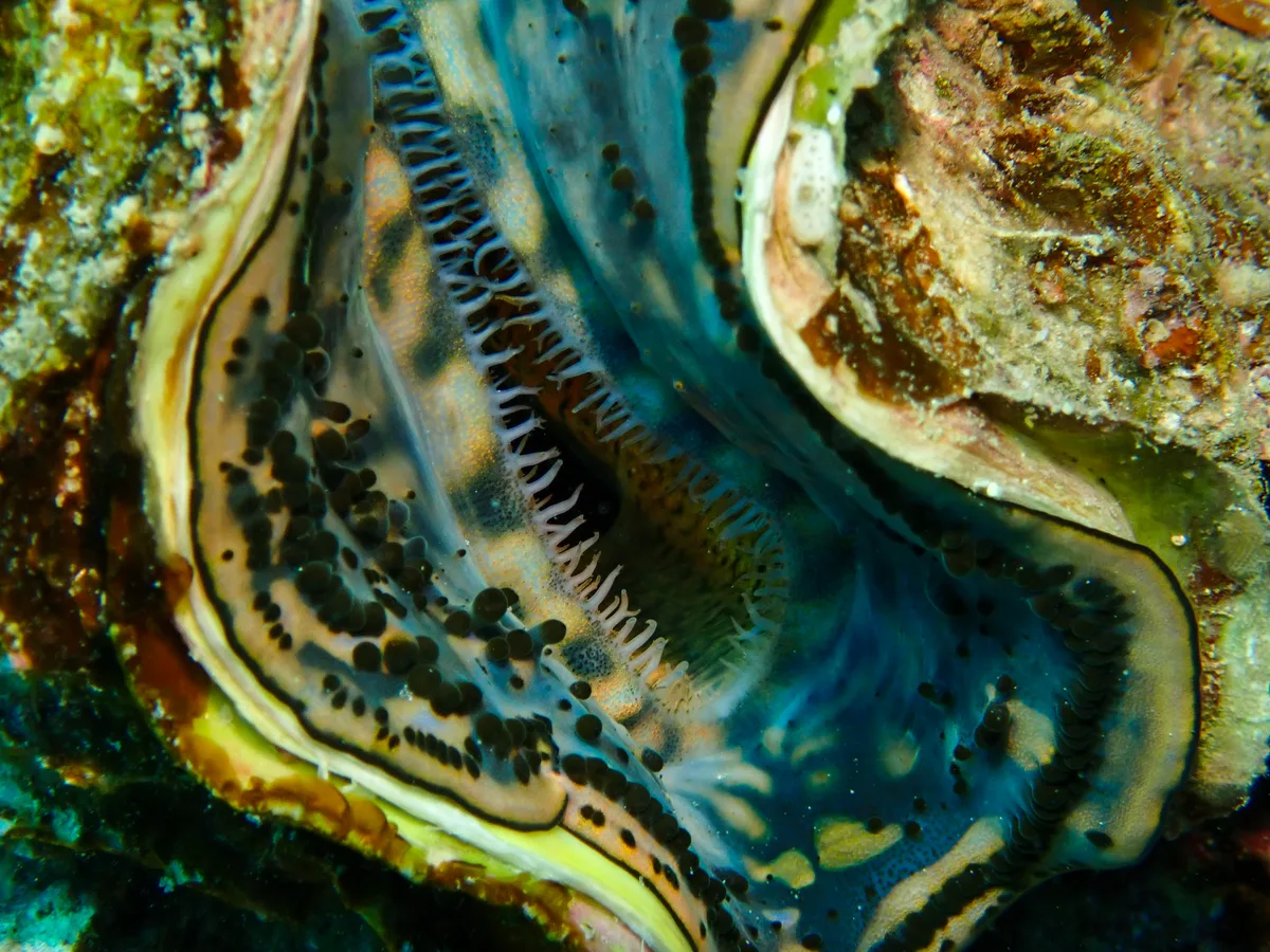 Giant Clam