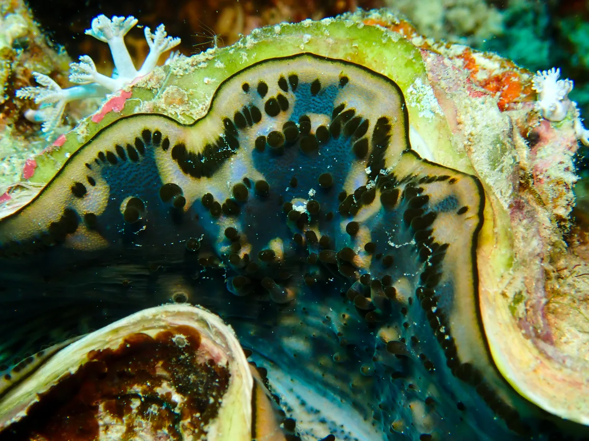 Giant Clam