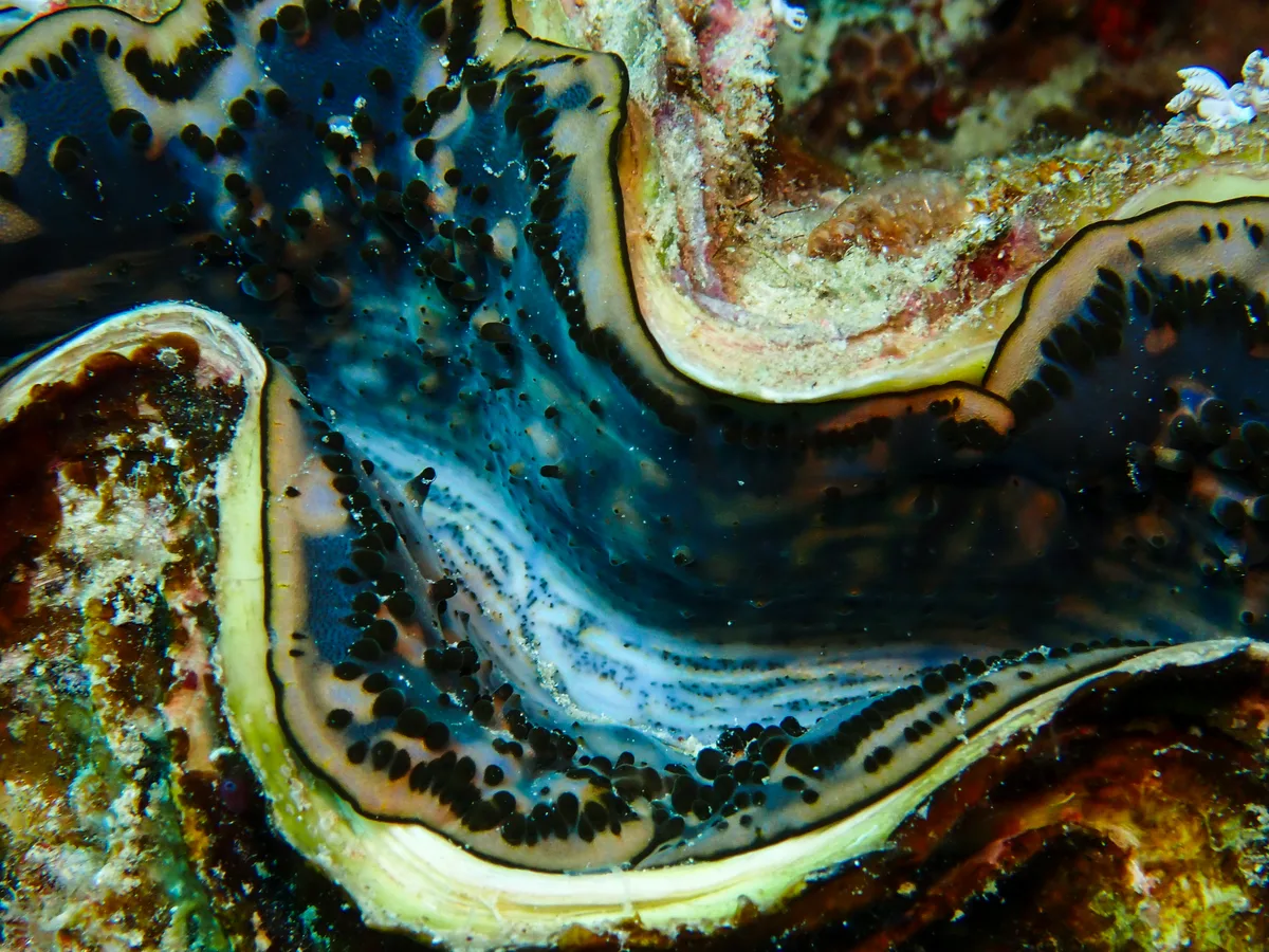 Giant Clam