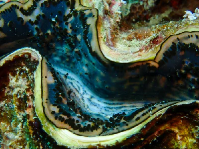 Giant Clam