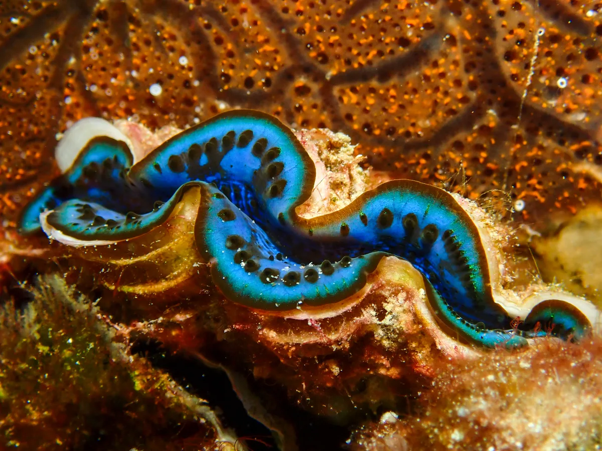 Giant Clam