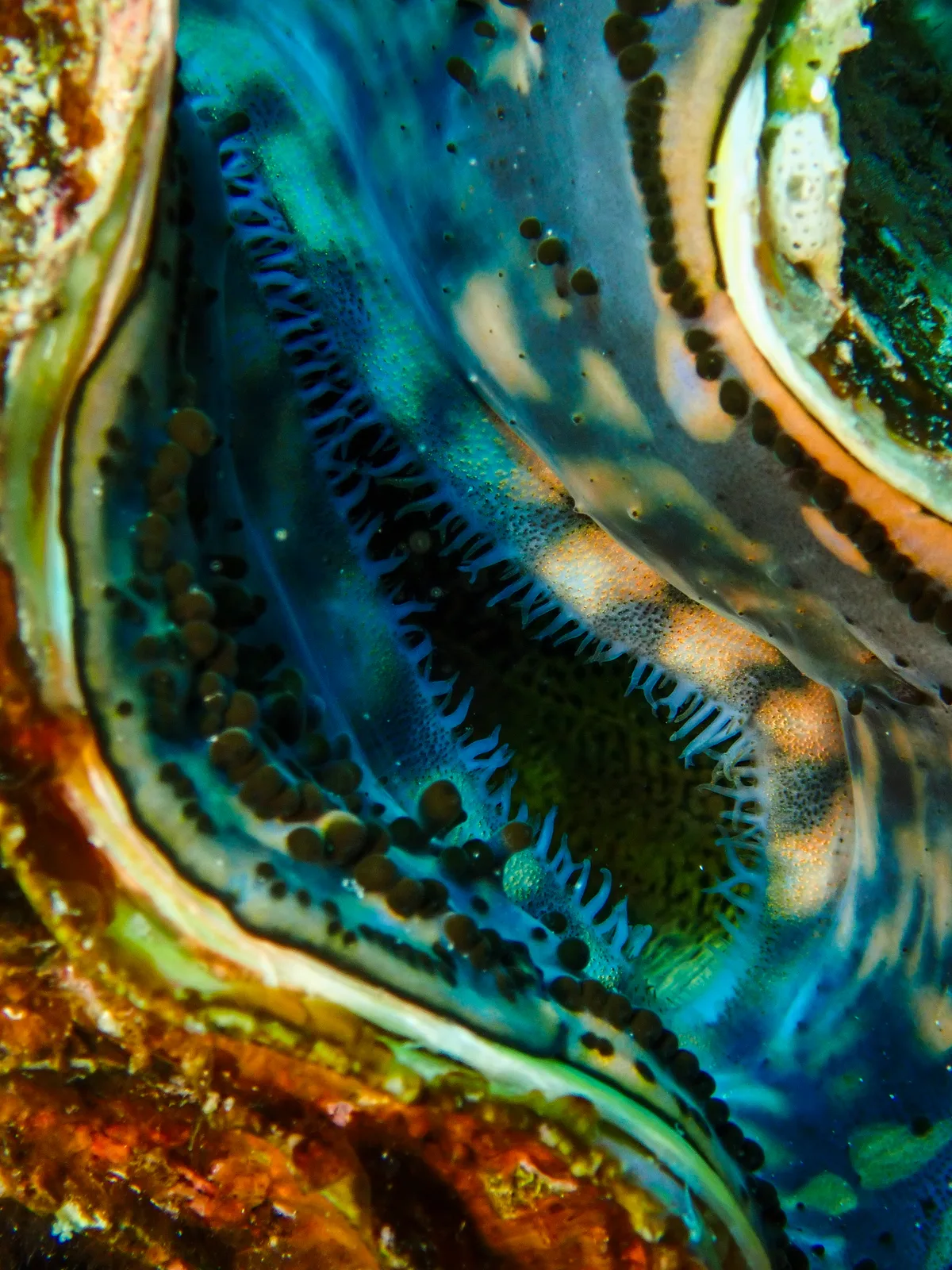 Giant Clam