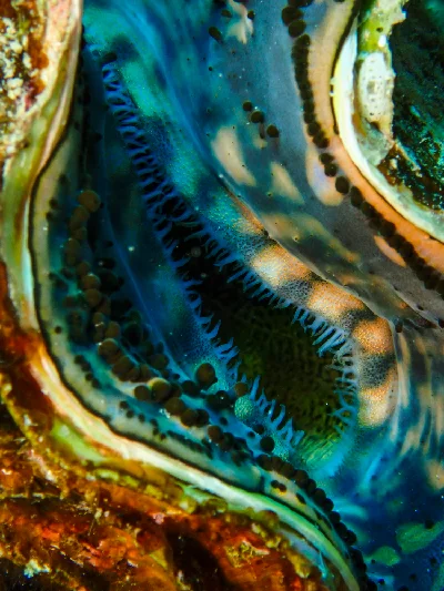 Giant Clam