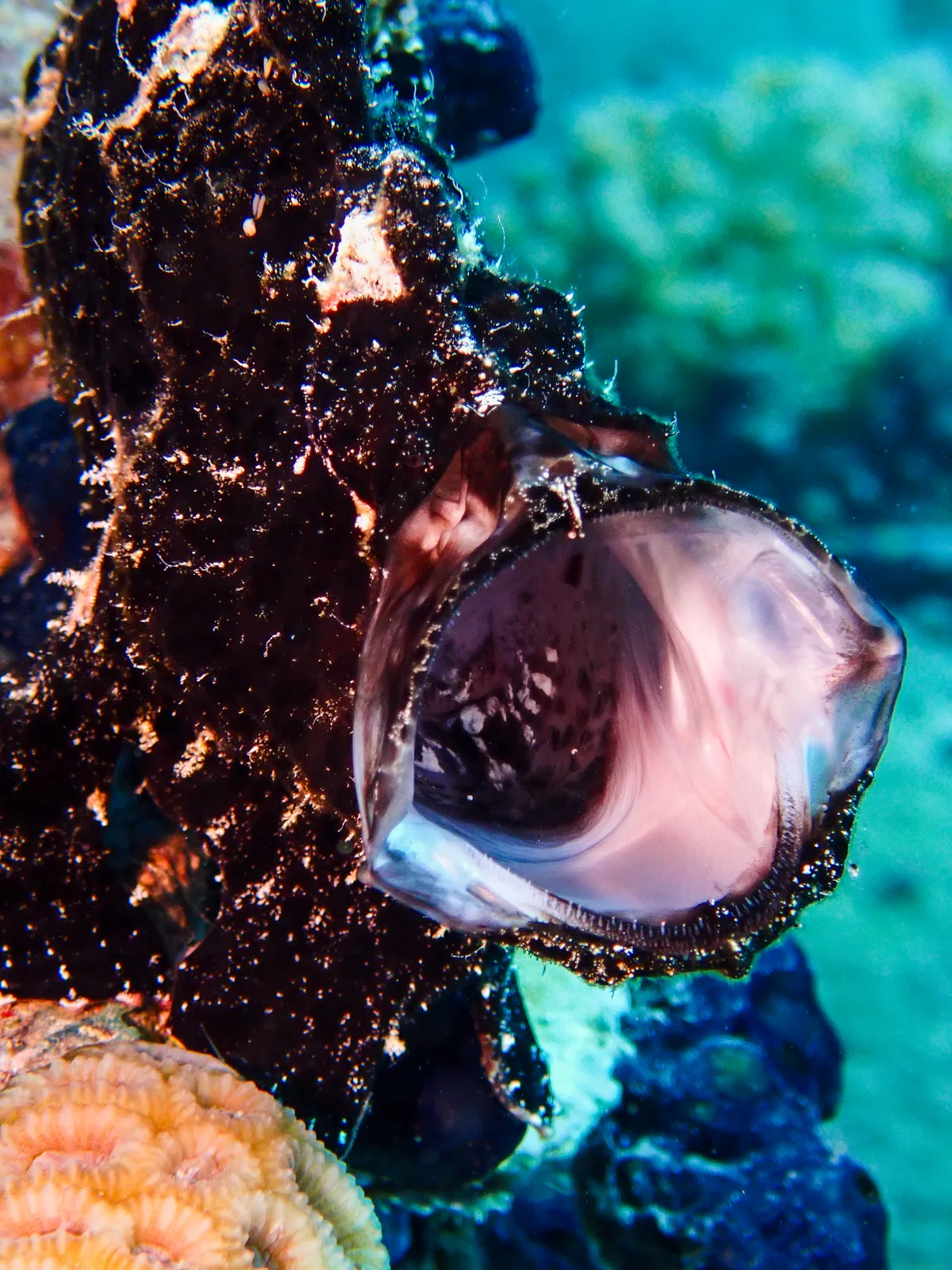 Giant Frogfish