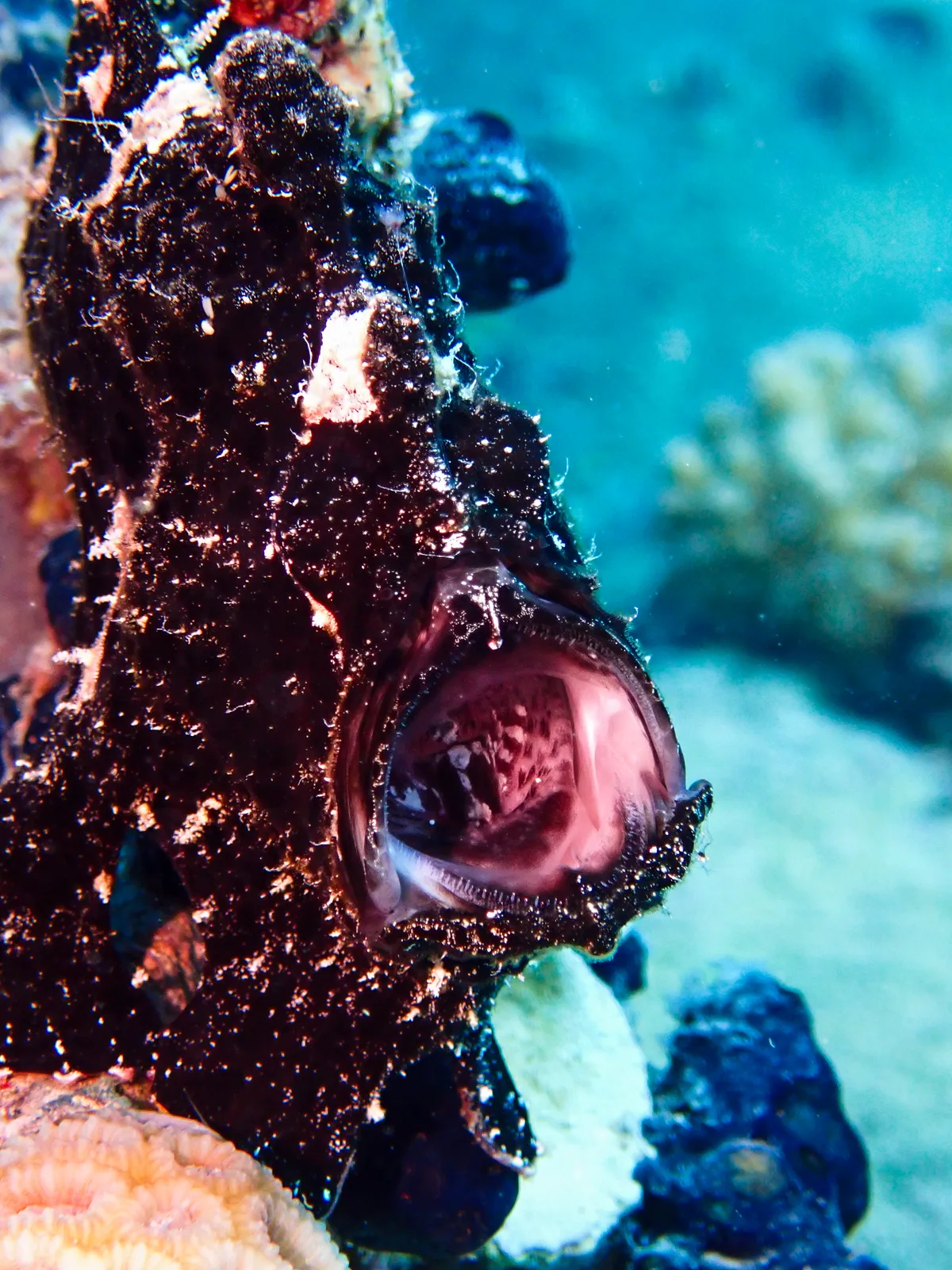 Giant Frogfish