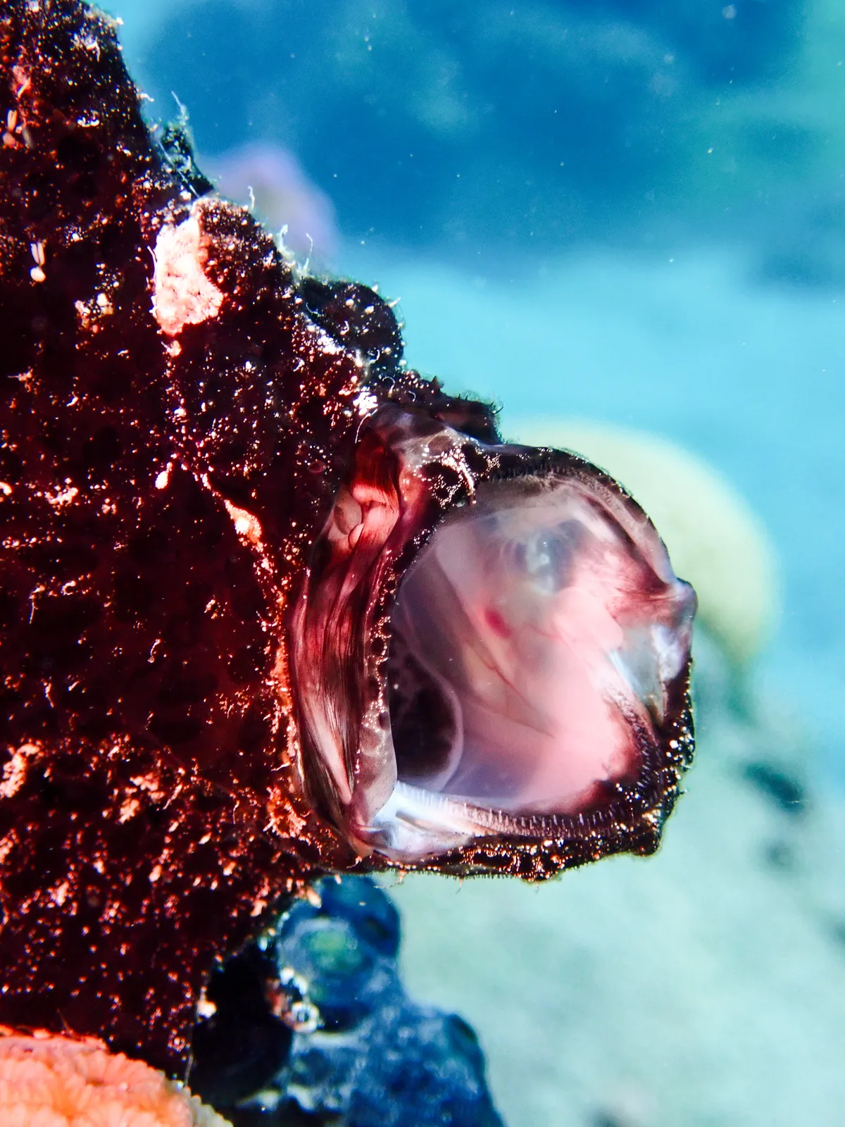 Giant Frogfish
