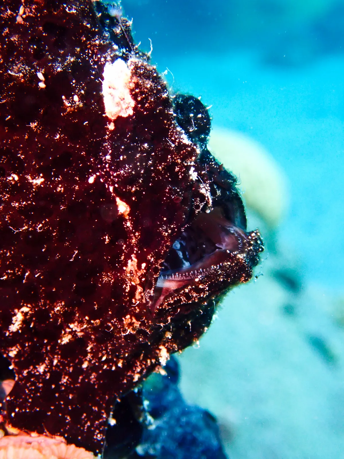 Giant Frogfish