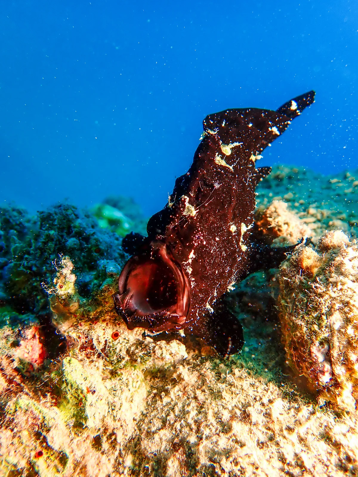 Giant Frogfish